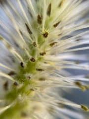 Salix paradoxa