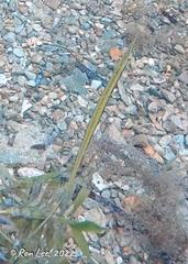 Siphonognathus argyrophanes