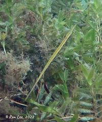 Siphonognathus argyrophanes