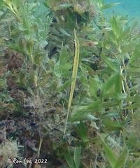 Siphonognathus argyrophanes