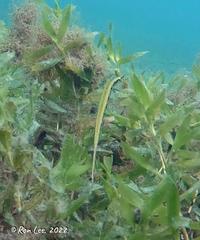 Siphonognathus argyrophanes