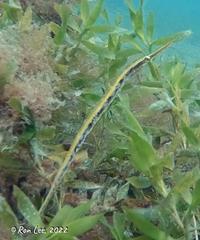 Siphonognathus argyrophanes