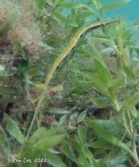 Siphonognathus argyrophanes