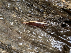 Australatya striolata