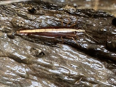 Australatya striolata