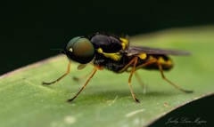 Acanthasargus flavipes