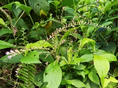 Eirmocephala brachiata