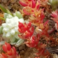 Psilocarphus brevissimus