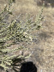 Mortonia scabrella
