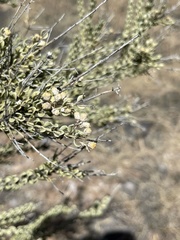 Mortonia scabrella