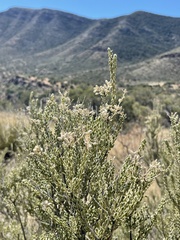 Mortonia scabrella