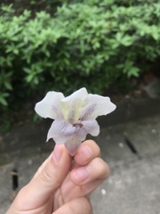 Angiospermae