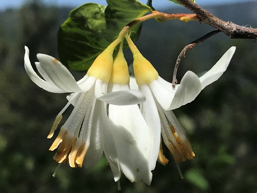 Styrax redivivus