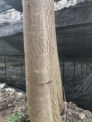 Angiospermae