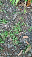 Polychrus gutturosus