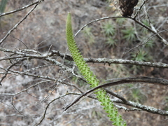 Agave xylonacantha