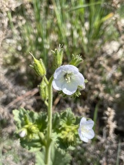 Phacelia viscida