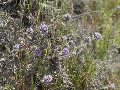 Phacelia hubbyi