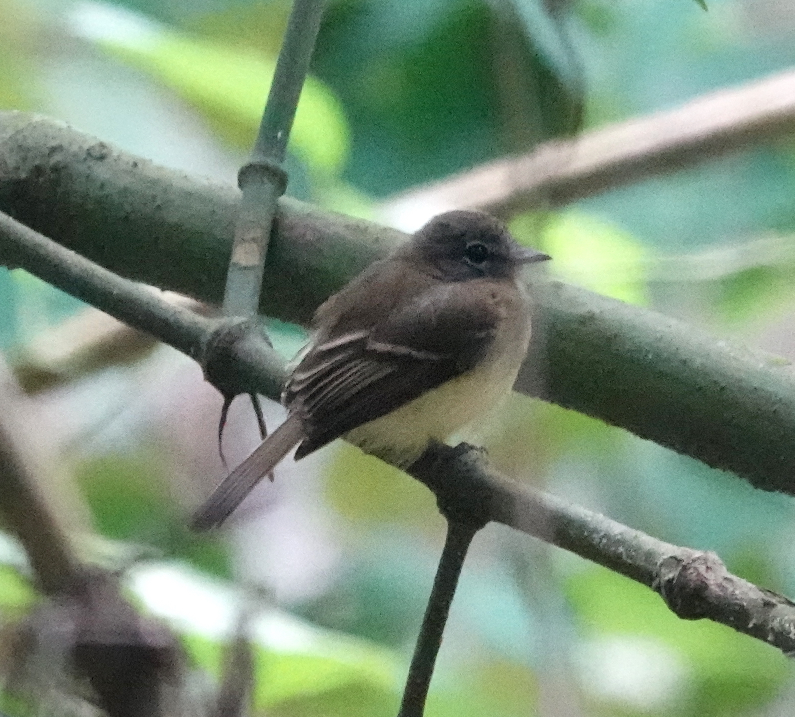 Black-billed Flycatcher (Aphanotriccus audax), photo 7