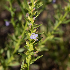 Stemodia florulenta