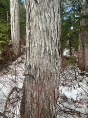 Cupressus nootkatensis