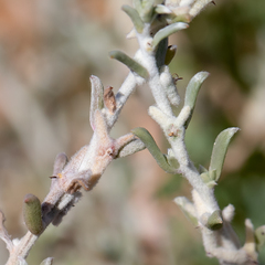 Malacocera tricornis