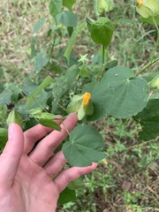 Abutilon hypoleucum