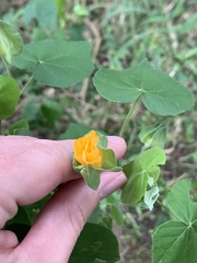 Abutilon hypoleucum