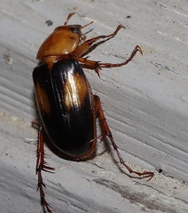 Phyllotocus bimaculatus