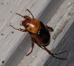 Phyllotocus bimaculatus