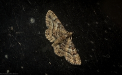 Gymnoscelis lophopus