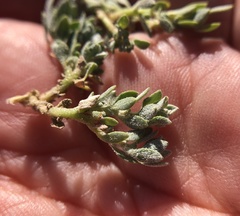 Extriplex californica