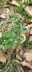 Chenopodium ficifolium