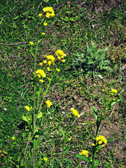 Erysimum hieraciifolium