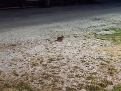 Sylvilagus floridanus