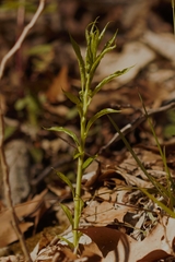 Hybanthus concolor