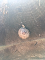 Xerarionta intercisa