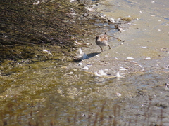 Zapornia pusilla affinis