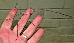 Bactricia bituberculata