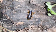 Megaloblatta blaberoides