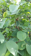 Cleistanthus collinus