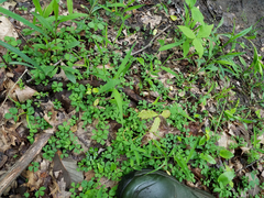 Anemonoides quinquefolia