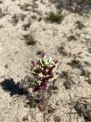 Castilleja exserta latifolia