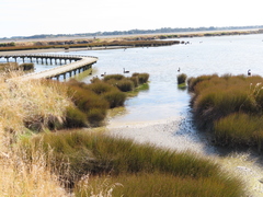 Zapornia pusilla affinis