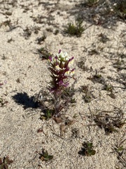 Castilleja exserta latifolia