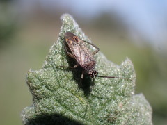 Pseudopsallus angularis