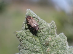 Pseudopsallus angularis