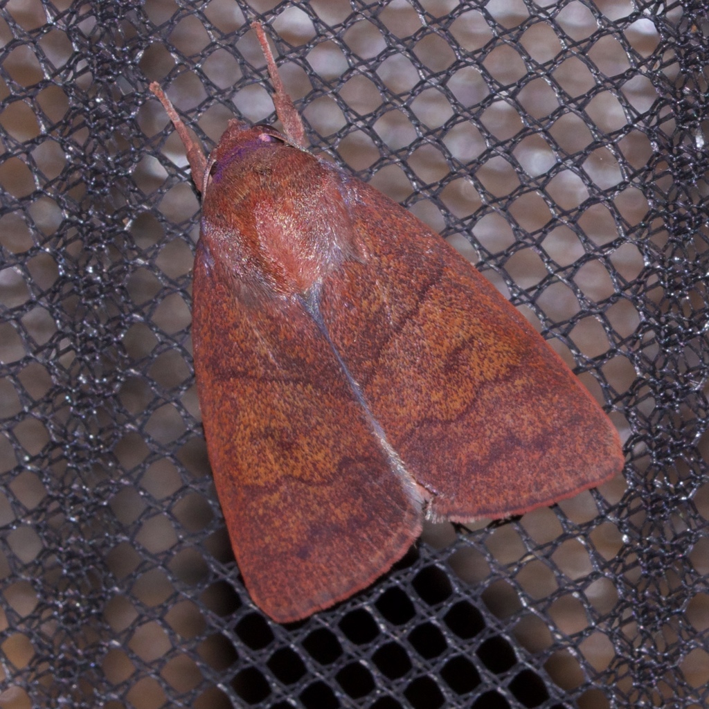 Calymera confinis