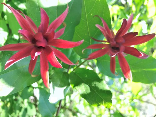 Calycanthus occidentalis