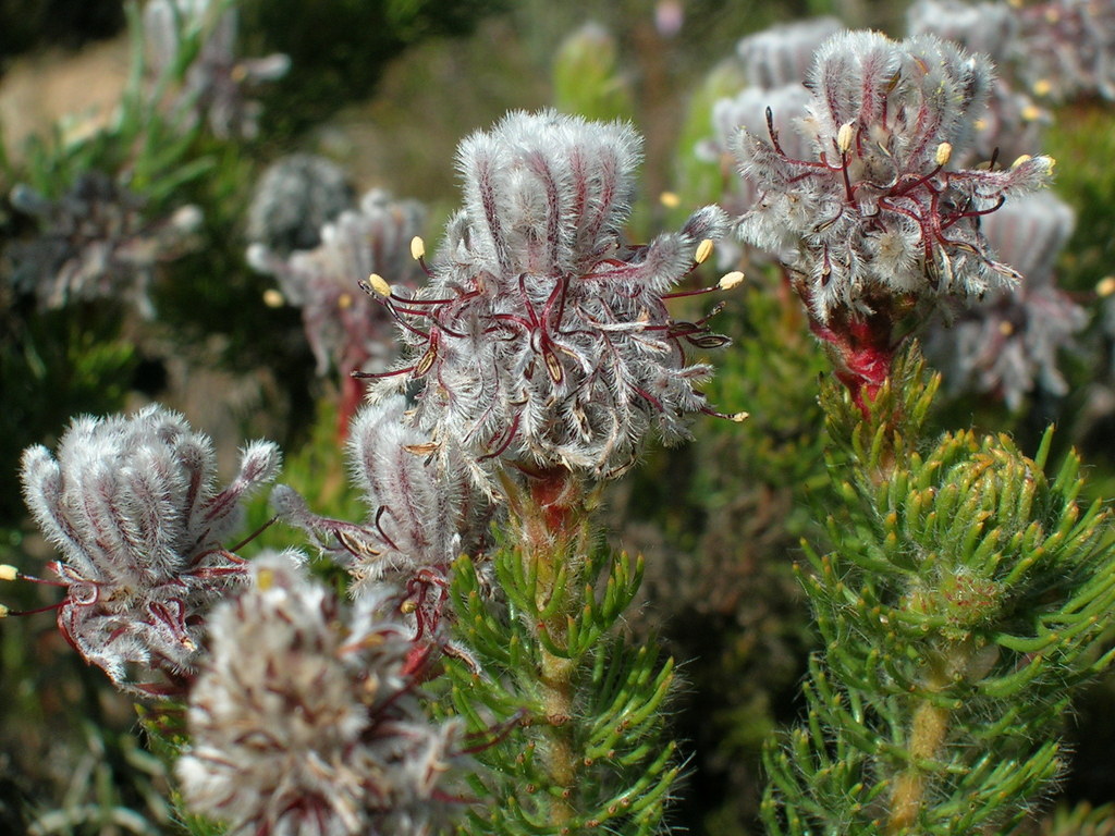 Bottlebrush Spiderhead